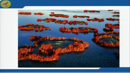 初中地理人教版八下《9.2 高原湿地──三江源地区》安徽 孙莉