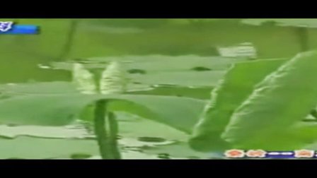 人教版八年级地理下册《中国的地理差异》教学视频,湖北省,部级优课评选入围视频地理人教版八下