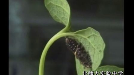 《昆虫的生殖与发育示范课》示范课（北师大版生物八上，北师大附中：刘晶晶）